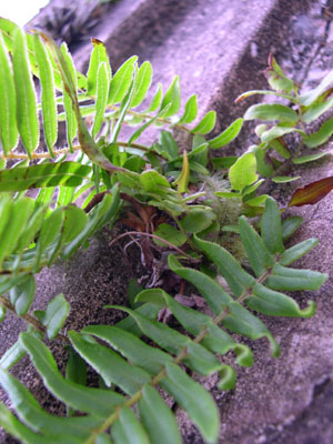 DSCN4979