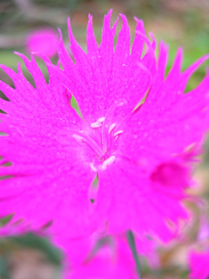 DSCN5037