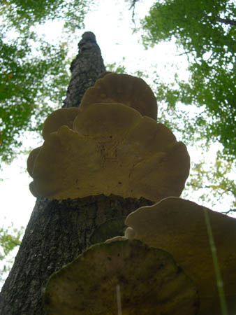 DSCN3767