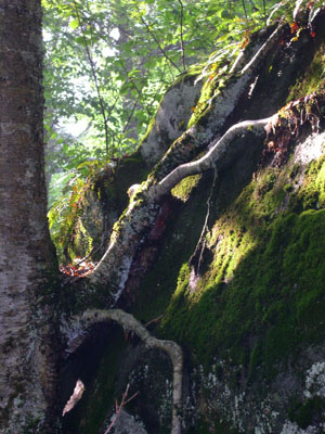 DSCN5437