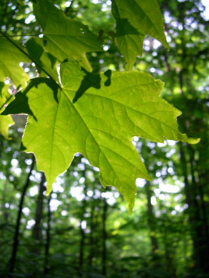 DSCN5449