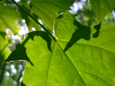 DSCN5451