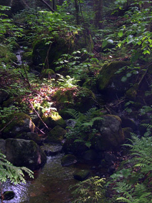 DSCN5459