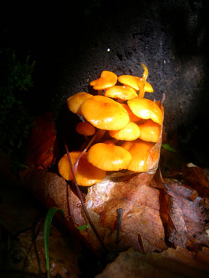 DSCN5485