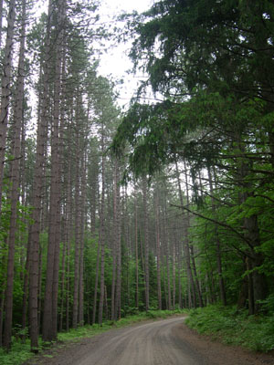 DSCN5517