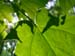 DSCN5451
