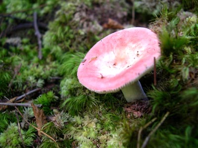 DSCN3627